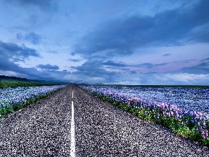 flower, Meadow, clouds, lupine, Way