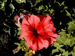 Flower, Red
