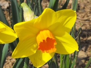 Flower, Yellow