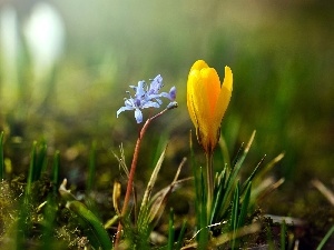 Flower, blue, Yellow, crocus