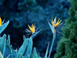 Strelitzia Royal, Colourfull Flowers