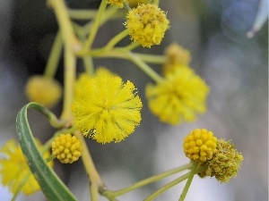 Flowers, acacia