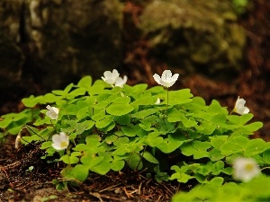 Anemones, Flowers, White