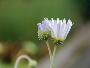 Flowers, Arktotis