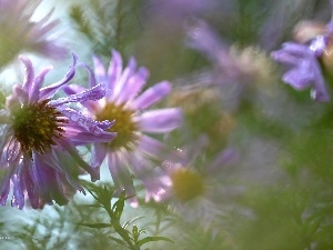 Astra, Flowers, purple