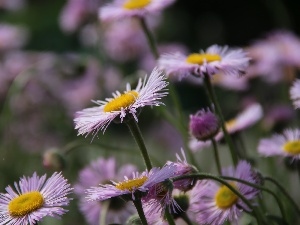 Astra, Flowers, purple