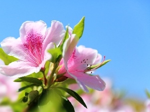 azalea, Flowers, Pink