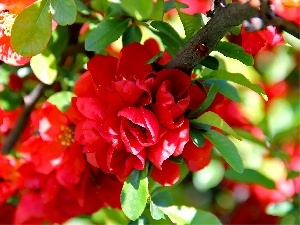 Flowers, Red, Blossoming, quince