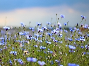 Blue, Flowers, cornflowers
