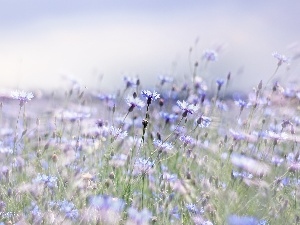 Blue, Flowers, cornflowers