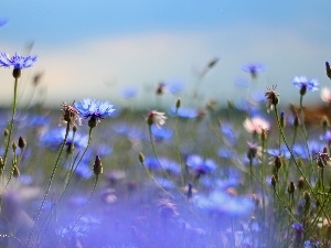 Blue, Flowers, cornflowers