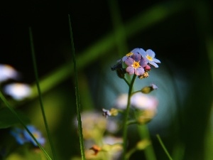 Blue, Flowers, Forget