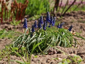 Blue, Flowers, Muscari