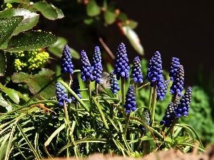 Blue, Flowers, Muscari