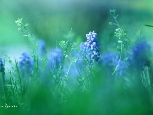 Blue, Flowers, Muscari