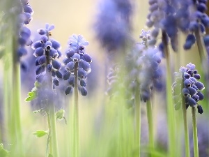 Blue, Flowers, Muscari