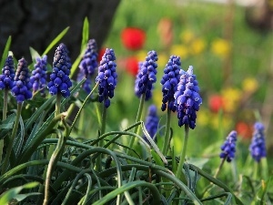 Blue, Flowers, Muscari