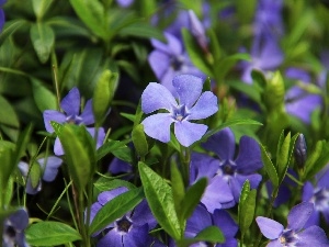 Blue, Flowers, myrtle