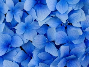 Flowers, Blue