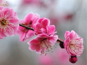 branch, Flowers, trees