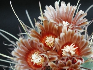 Brown, Flowers, Cactus