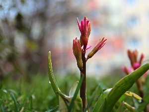 Buds, Flowers, Hyacinths