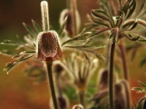 Buds, Flowers, pasque