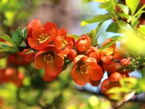 Flowers, Orange, Bush, quince