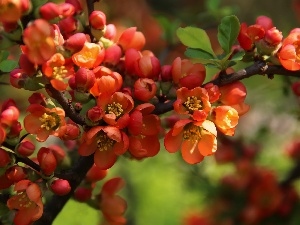 Flowers, Red, Bush, quince