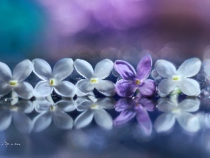 Flowers, Violet, without, Bush, White