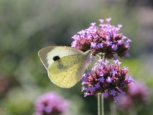 Flowers, Insect, Cabbage, butterfly