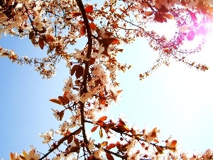 Flowers, branch, White, Sky, cherry, sun