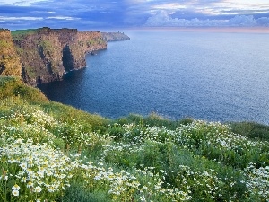 Cliffs, Flowers, Coast