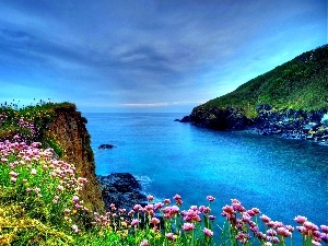 Coast, Flowers, sea