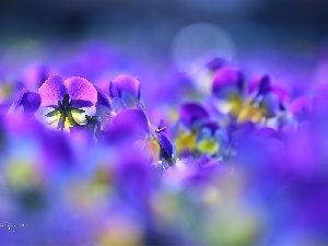 color, Flowers, pansies