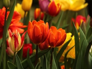 color, Flowers, Tulips