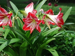 Colourfull Flowers, amaryllis