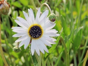 Colourfull Flowers, Arktotis