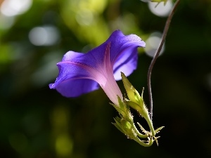 Colourfull Flowers, bindweed