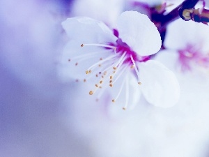 Colourfull Flowers, branch