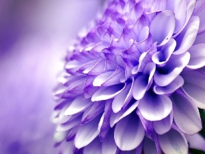 Colourfull Flowers, chrysanthemum