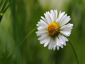 Colourfull Flowers, daisy