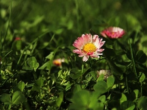 Colourfull Flowers, daisy