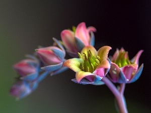 Colourfull Flowers, Echeveria