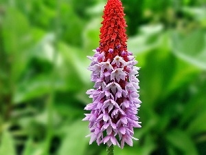 Colourfull Flowers, butterfly bush, exotic