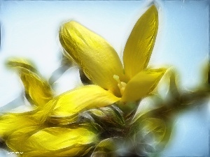 Colourfull Flowers, forsythia