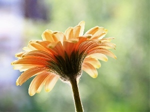 Colourfull Flowers, Gerber