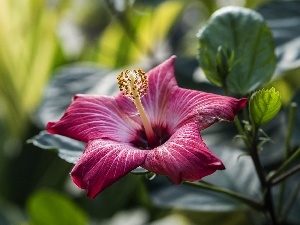 Colourfull Flowers, hibiskus