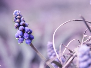 Colourfull Flowers, Muscari