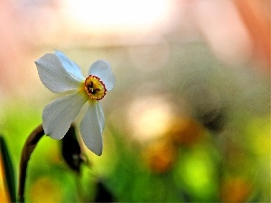 Colourfull Flowers, narcissus